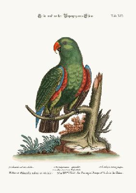 The Green and Red Parrot from China