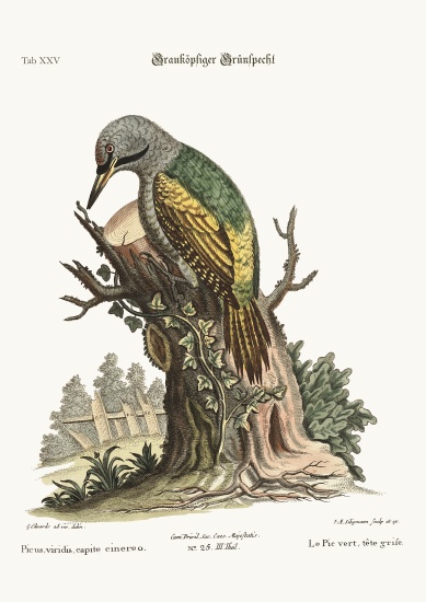 The grey-headed green Woodpecker a George Edwards