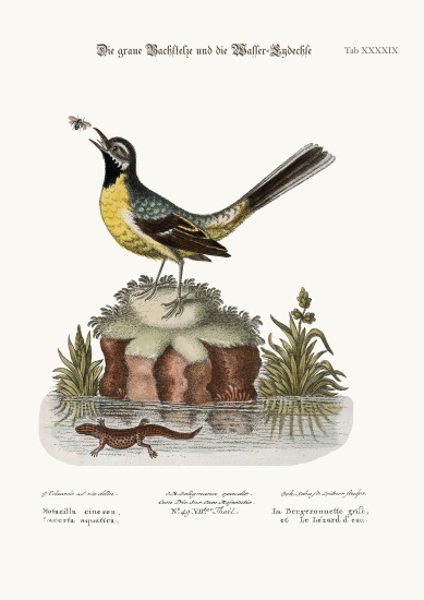 The Grey Water-Wagtail, and the Water Lizard a George Edwards