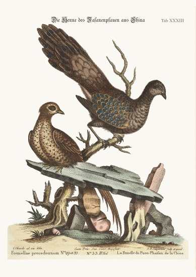 The Hen Peacock Pheasant from China a George Edwards