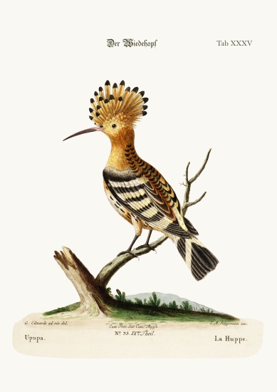 The Hoopoe a George Edwards