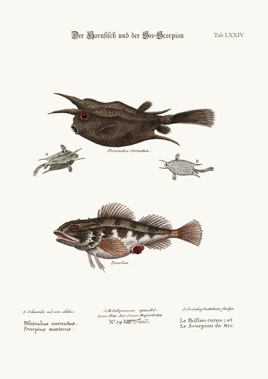 The Horned Fish, and the Sea Scorpion a George Edwards