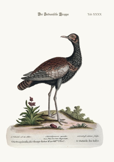 The Indian Bustard a George Edwards