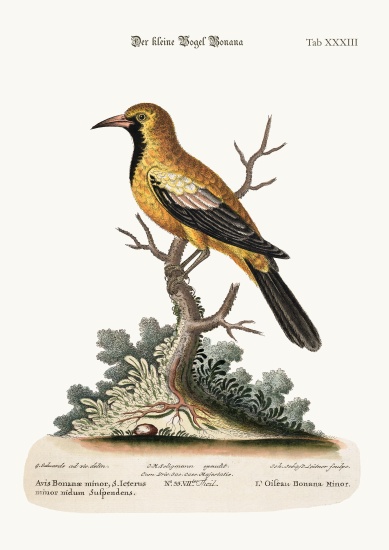 The Lesser Bonana Bird a George Edwards