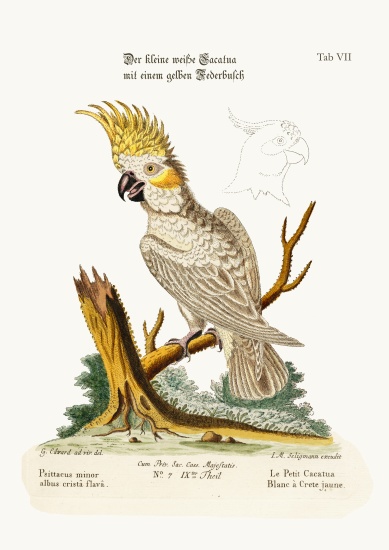 The Lesser White Cockatoo with a Yellow Crest a George Edwards