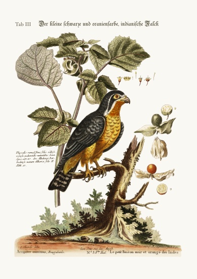 The little Black and Orange-coloured Indian Hawk a George Edwards