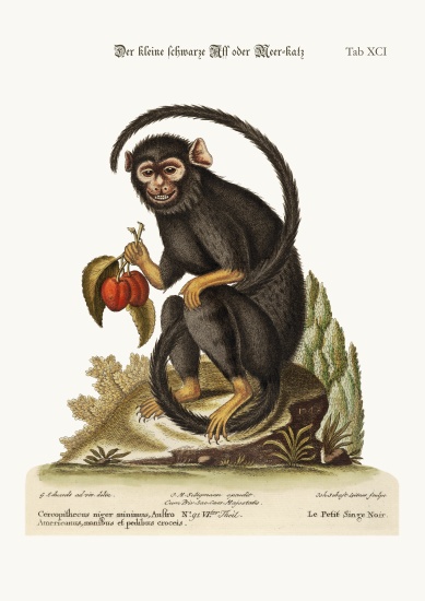 The little Black Monkey a George Edwards