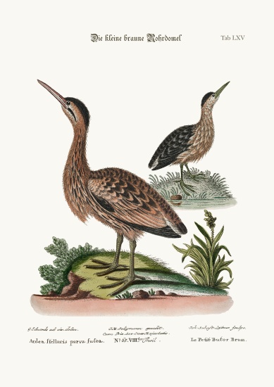 The Little Brown Bittern a George Edwards