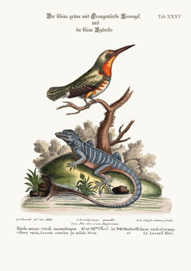 The little Green and Orange-coloured King-Fisher and the Blue Lizard a George Edwards