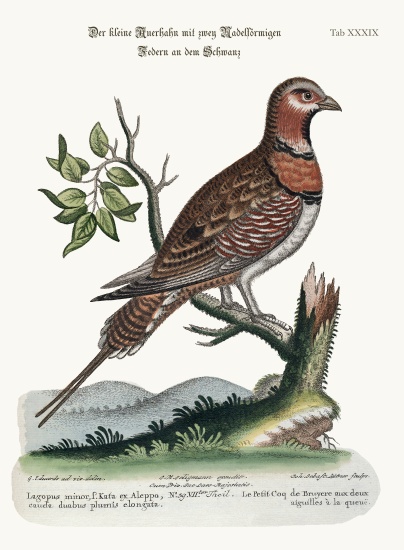 The little Pin-tailed Grous a George Edwards