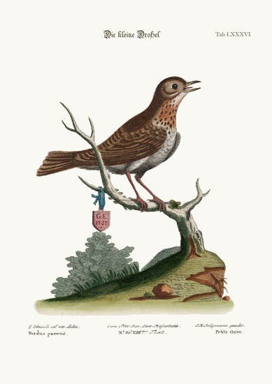 The Little Thrush a George Edwards