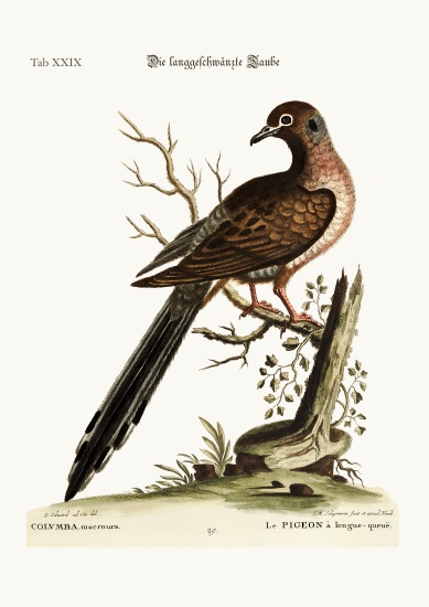The long-tailed Dove a George Edwards
