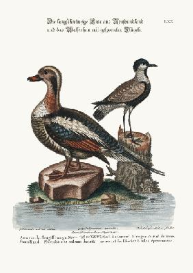 The Long-tailed Duck from Newfoundland, and the Spur-winged Plover