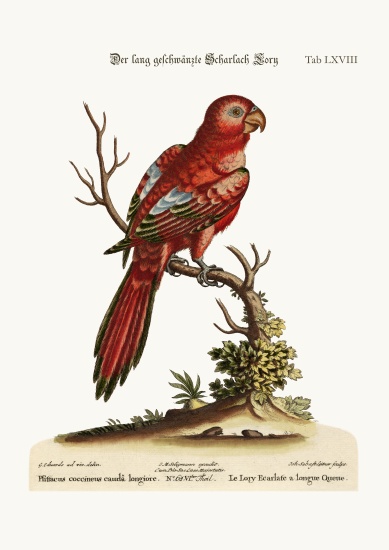 The Long-tailed Scarlet Lory a George Edwards
