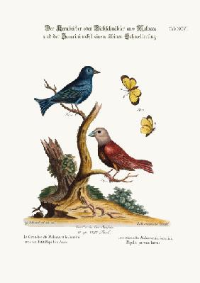 The Malacca Gros-beak, the Jacarini, and the small Yellow Butterfly