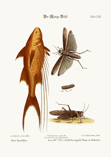 The Mango-Fish. The Great Brown Locust a George Edwards