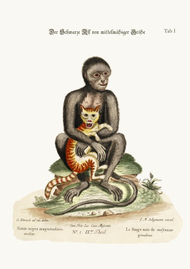 The Middle-sized Black Monkey a George Edwards