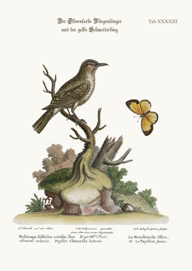 The Olive-coloured Flycatcher and the Yellow Butterfly a George Edwards