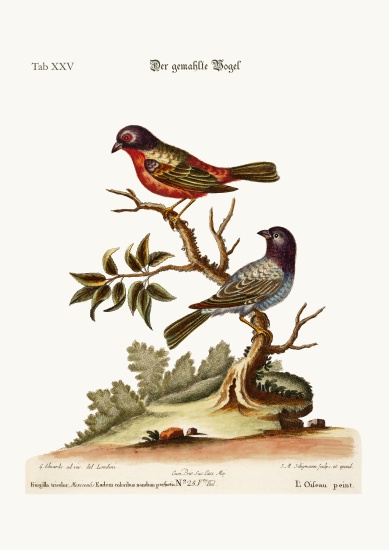 The Painted Finch a George Edwards