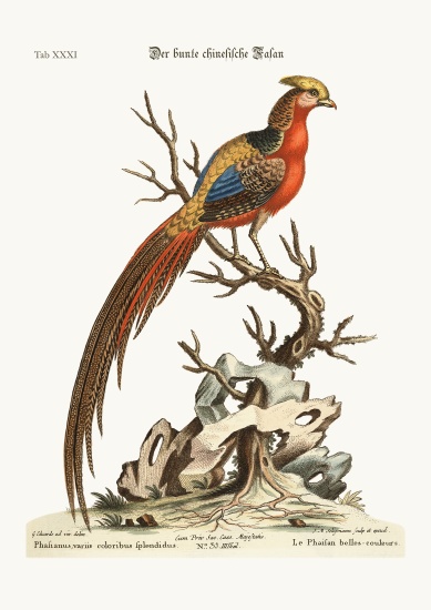 The painted Pheasant from China a George Edwards