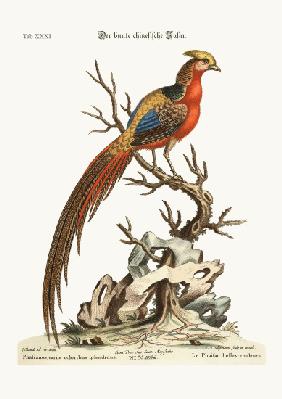 The painted Pheasant from China