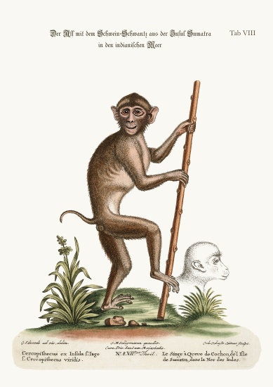 The Pig-tailed Monkey, from the Island of Sumatra, in the Indian Sea a George Edwards