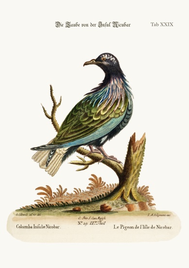 The Pigeon from the Isle of Nicobar a George Edwards