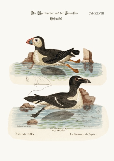 The Puffin, and the Razor-bill a George Edwards