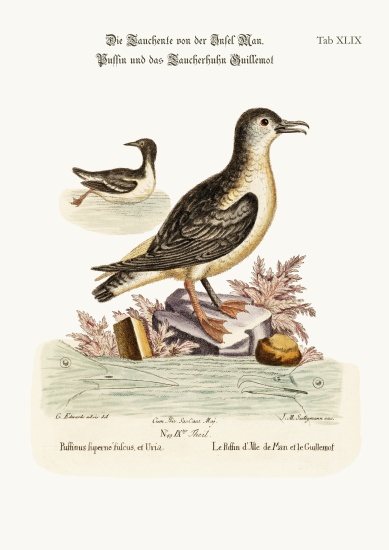 The Puffin of the Isle of Man, and the Guillemot a George Edwards