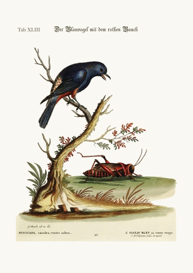 The red-bellied Blue-Bird a George Edwards