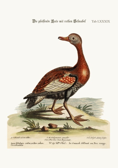 The Red-billed Whistling Duck a George Edwards