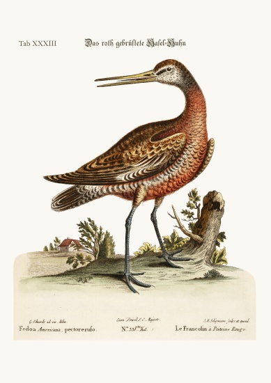 The Red-breasted Godwit a George Edwards