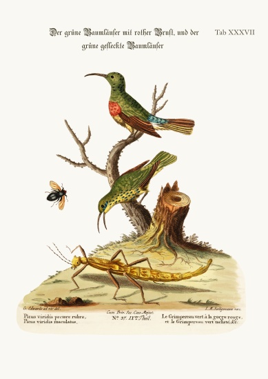 The Red-breasted Green Creeper, and the Spotted Green Creeper a George Edwards