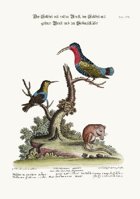 The Red-breasted Hummingbird, the Green-throated Hummingbird, and the Dormouse