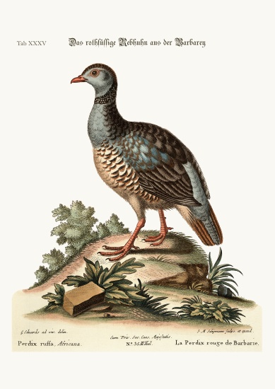 The red-legged Partridge from Barbary a George Edwards