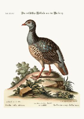 The red-legged Partridge from Barbary