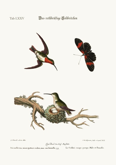 The red-throated Hummingbird a George Edwards