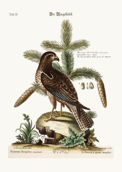 The Ring-tailed Hawk a George Edwards