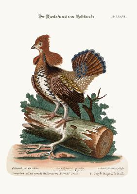 The Ruffed Heath-Cock or Grous