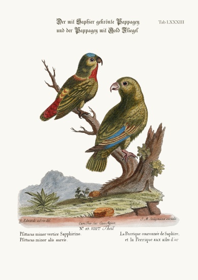 The Sapphire-crowned Parrakeet, and the Golden-winged Parrakeet a George Edwards
