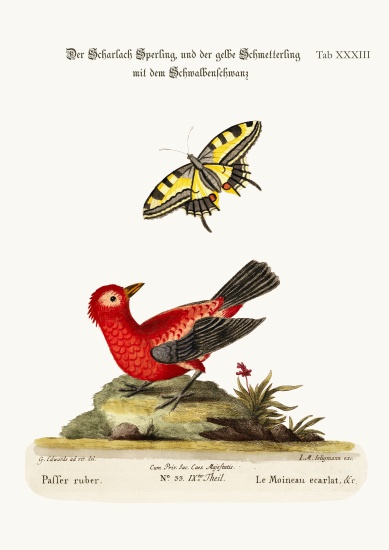 The Scarlet Sparrow and the Yellow Swallow-tailed Butterfly a George Edwards
