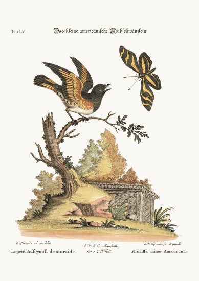 The small American Redstart a George Edwards