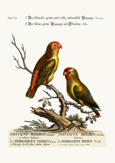 The smallest Green and Red Indian Paroquet. The small Green Parrot of East India a George Edwards