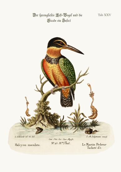 The Spotted Kingfisher a George Edwards