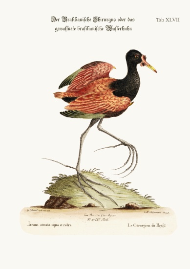 The Spur-winged Water-hen of Brasil a George Edwards