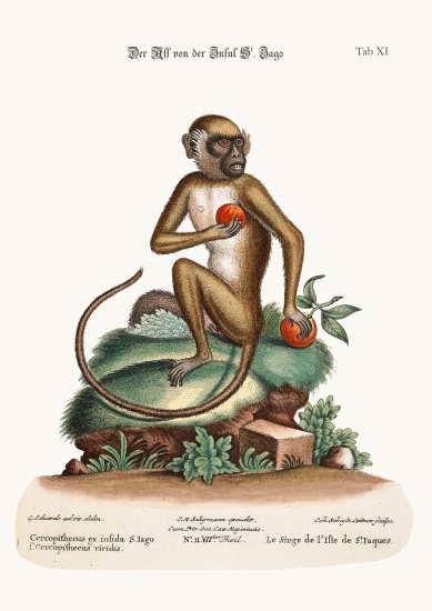 The St. Jago Monkey a George Edwards