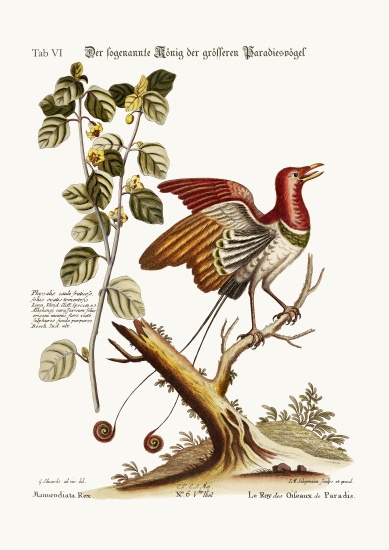 The supposed King of the greater Birds of Paradise a George Edwards