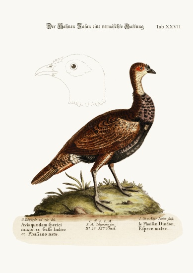 The Turkey-Pheasant, a mixed Species a George Edwards