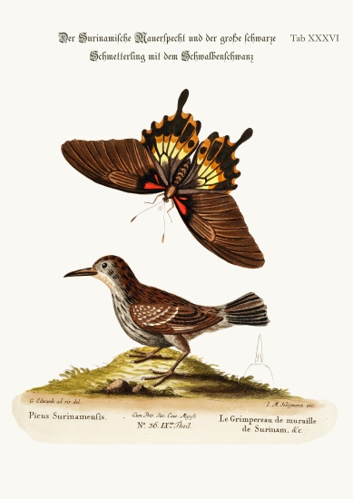 The Wall-creeper of Surinam and the Great Dusky Swallow-tailed Butterfly a George Edwards