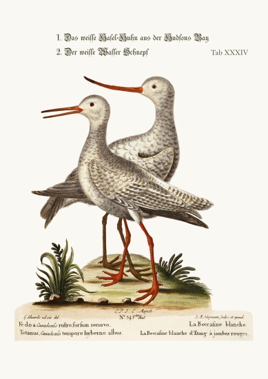 The White Godwit from Hudson's Bay. The White Red-Shank or Pool-Snipe a George Edwards